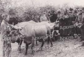 Превоз рањеника 11. КНОУ бригаде у борби код Травника