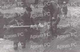 Утовар рибе у Бардчи