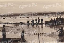 Улов рибе у Саничанима, пред транспорт за Беч