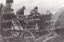 Утовар рибе у Бардачи