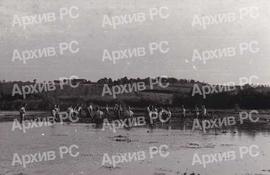Уклањање водне вегетације у рибњаку у Бардачи